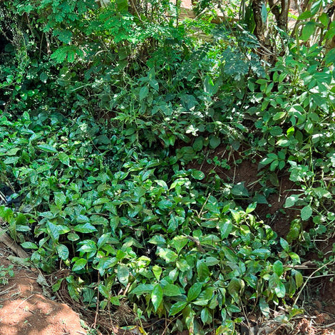 Tree Nursery
