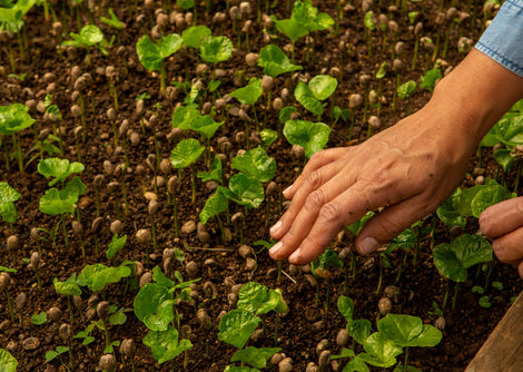 Leading the Way as a Proud B Corp